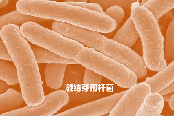 凝结芽孢杆菌