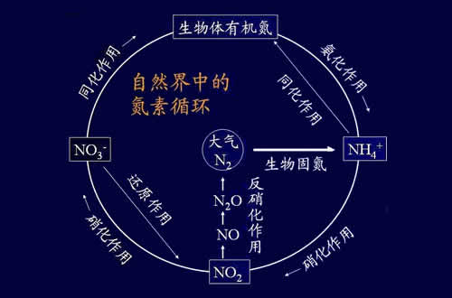 Nitrite and ammonia nitrogen cycle