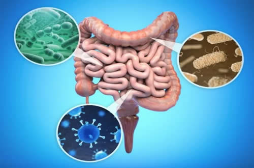 The microorganism in each human body weighs one or two kilograms?